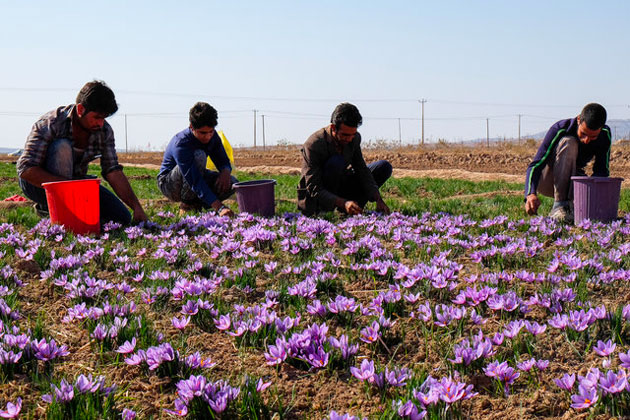 Crocus Sativus