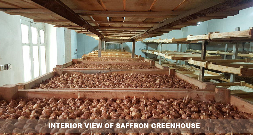 Interior view of saffron greenhouse