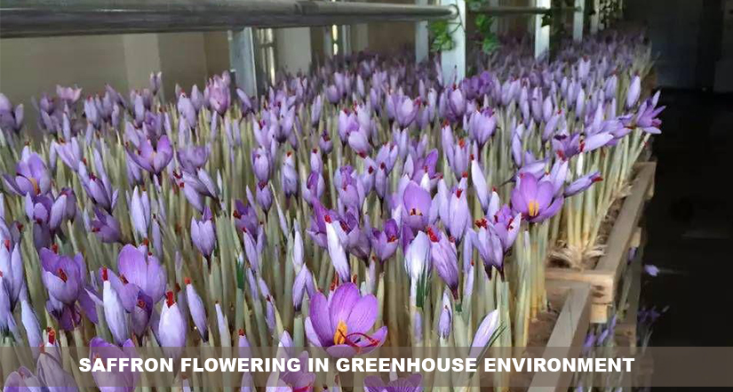 Saffron flowering in greenhouse environment