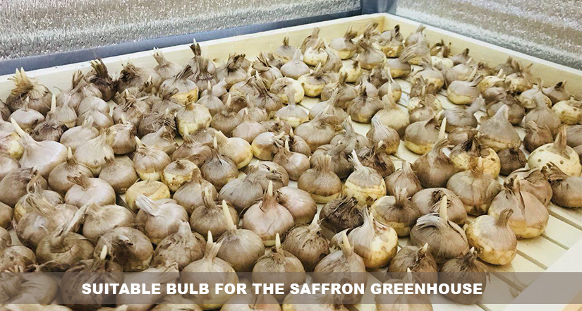 Suitable bulb for the saffron greenhouse