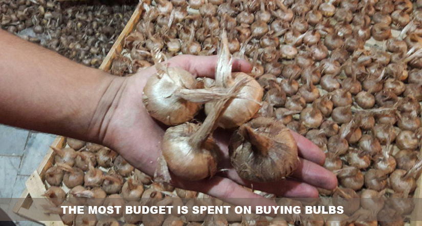 The most budget is spent on buying bulbs