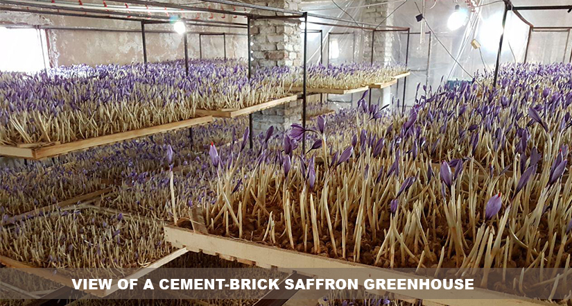 View of a cement-brick saffron greenhouse