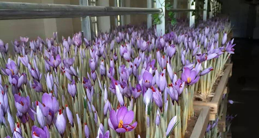 saffron farming in greenhouse