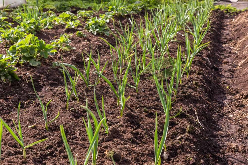 Garlic-sprouts-in-row