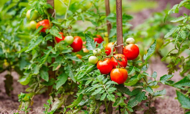 How to Grow Tomatoes, Peppers, and Eggplant