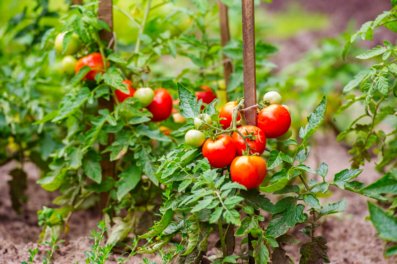 How to Grow Tomatoes, Peppers, and Eggplant