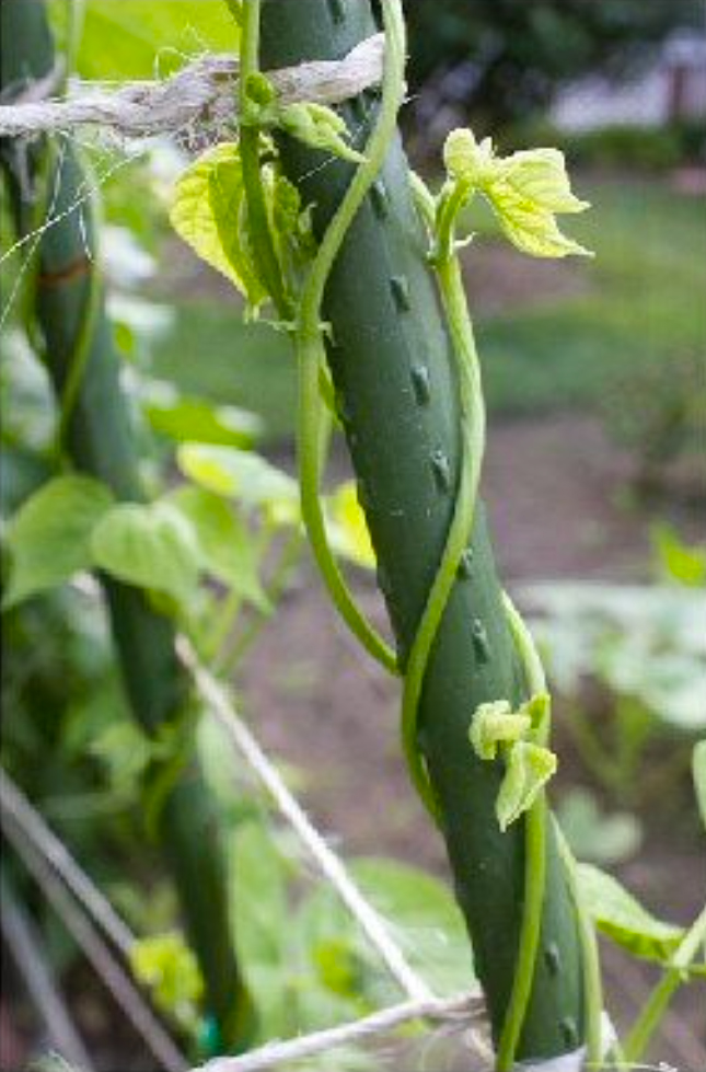 Stakes, Trellises, and Other Supports