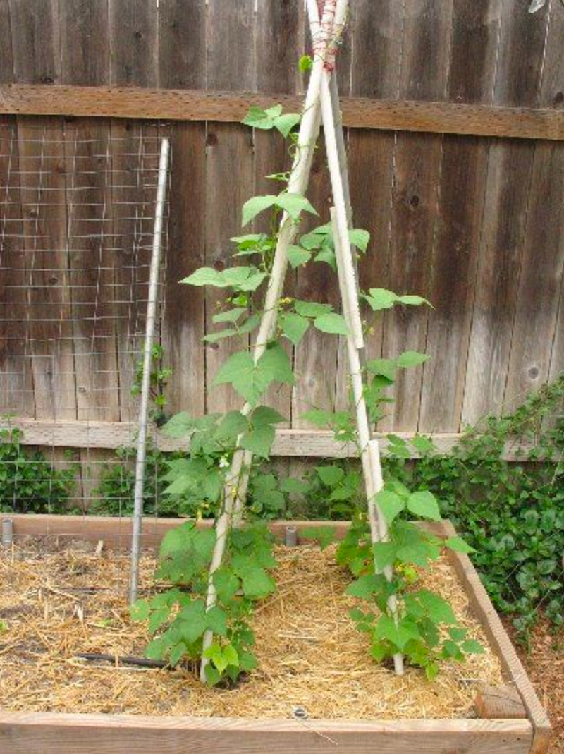 Teepee Trellises