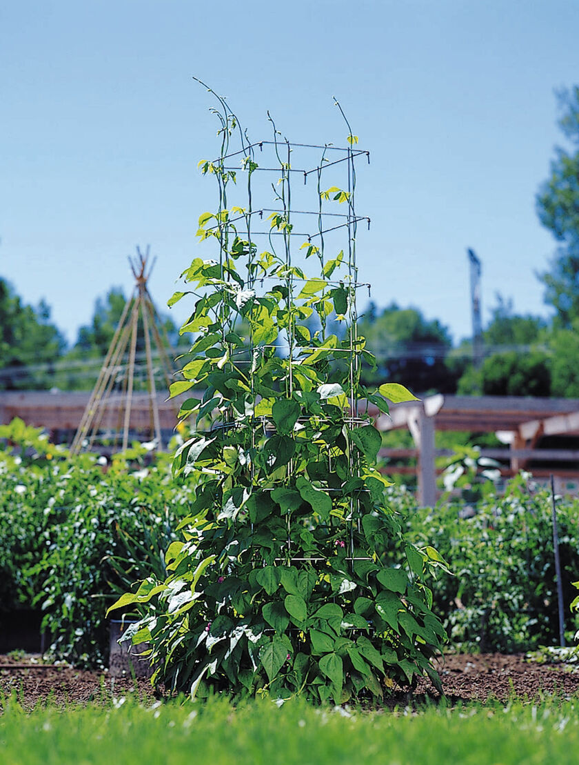 Vegetable Cages and Bean Towers