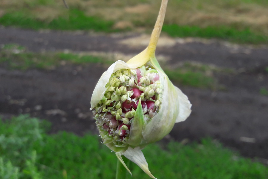 When garlic begins to flower