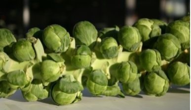 how to grow Brussels Sprouts