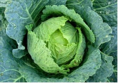 how to grow Cabbage