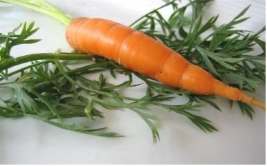 how to grow Carrots