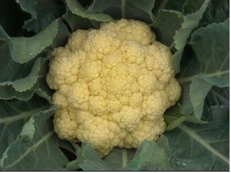 how to grow Cauliflower