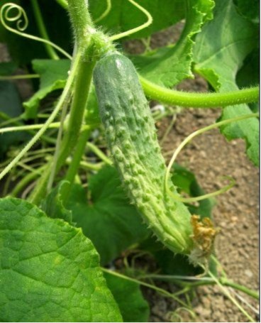 how to grow Cucumber