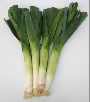 how to grow Leeks