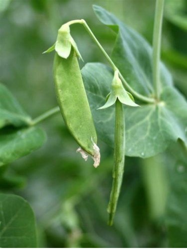 how to grow Peas