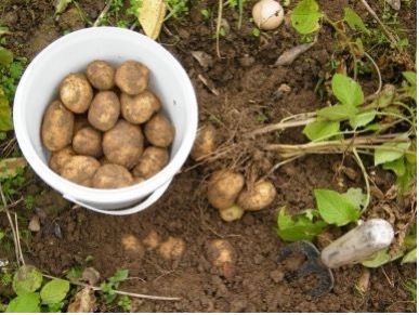 how to grow Potatoes