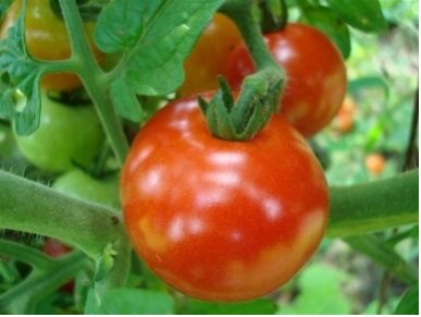 how to grow Tomatoes