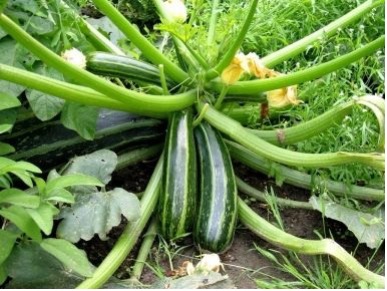 how to grow Zucchini (Courgette)