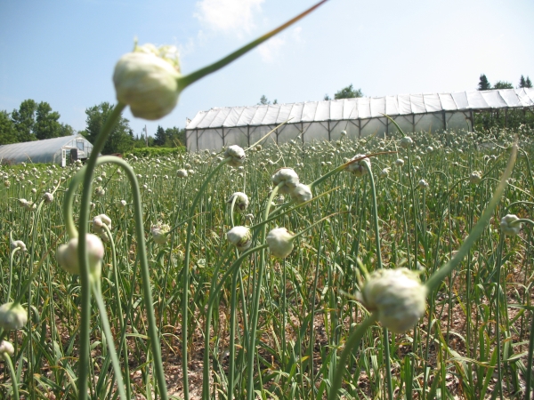 how to grow garlic