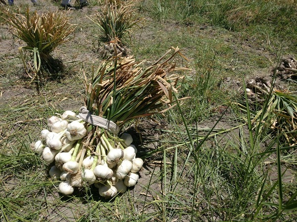 peeling garlic