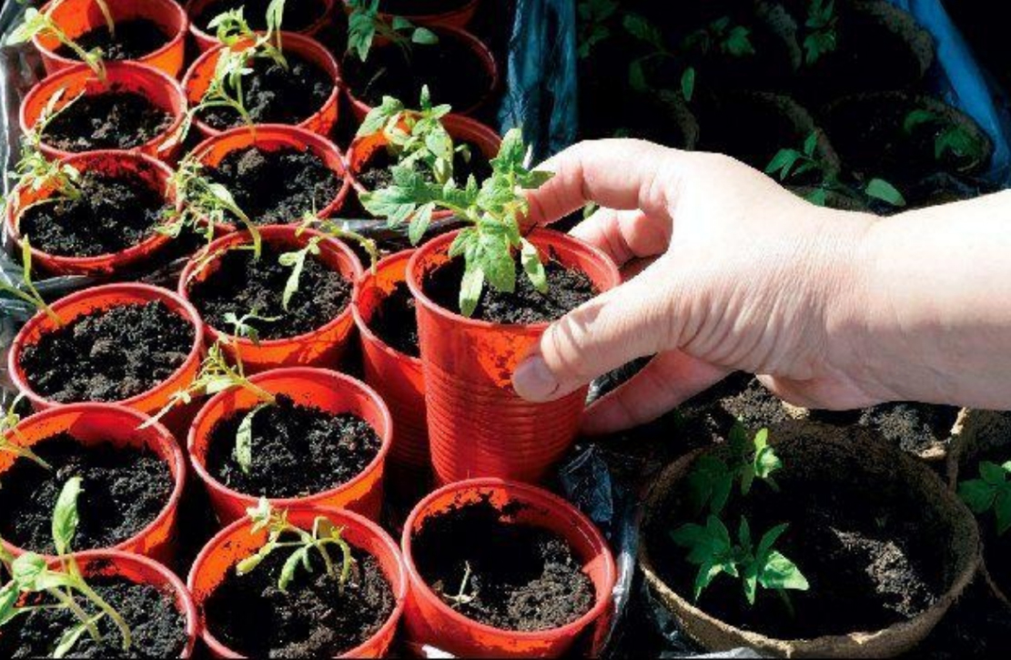 seedlings-in-the-plastic-party-cups