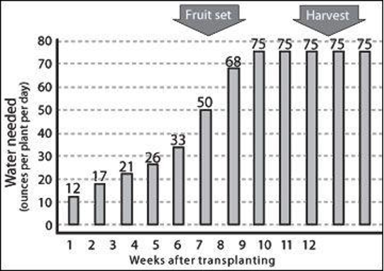 weeks-after-transplanting