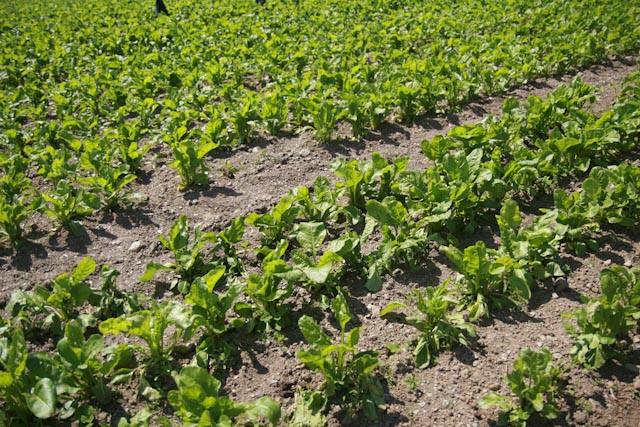 How to plant spinach