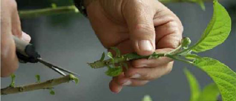 Planting-Nasturtium-flowers-through-cuttings