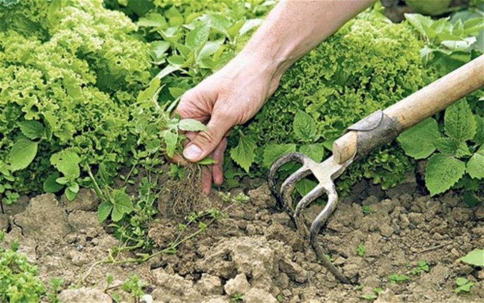 Weeding spinach