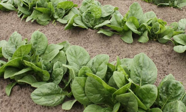 how to grow spinach