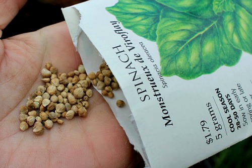 spinach seeds