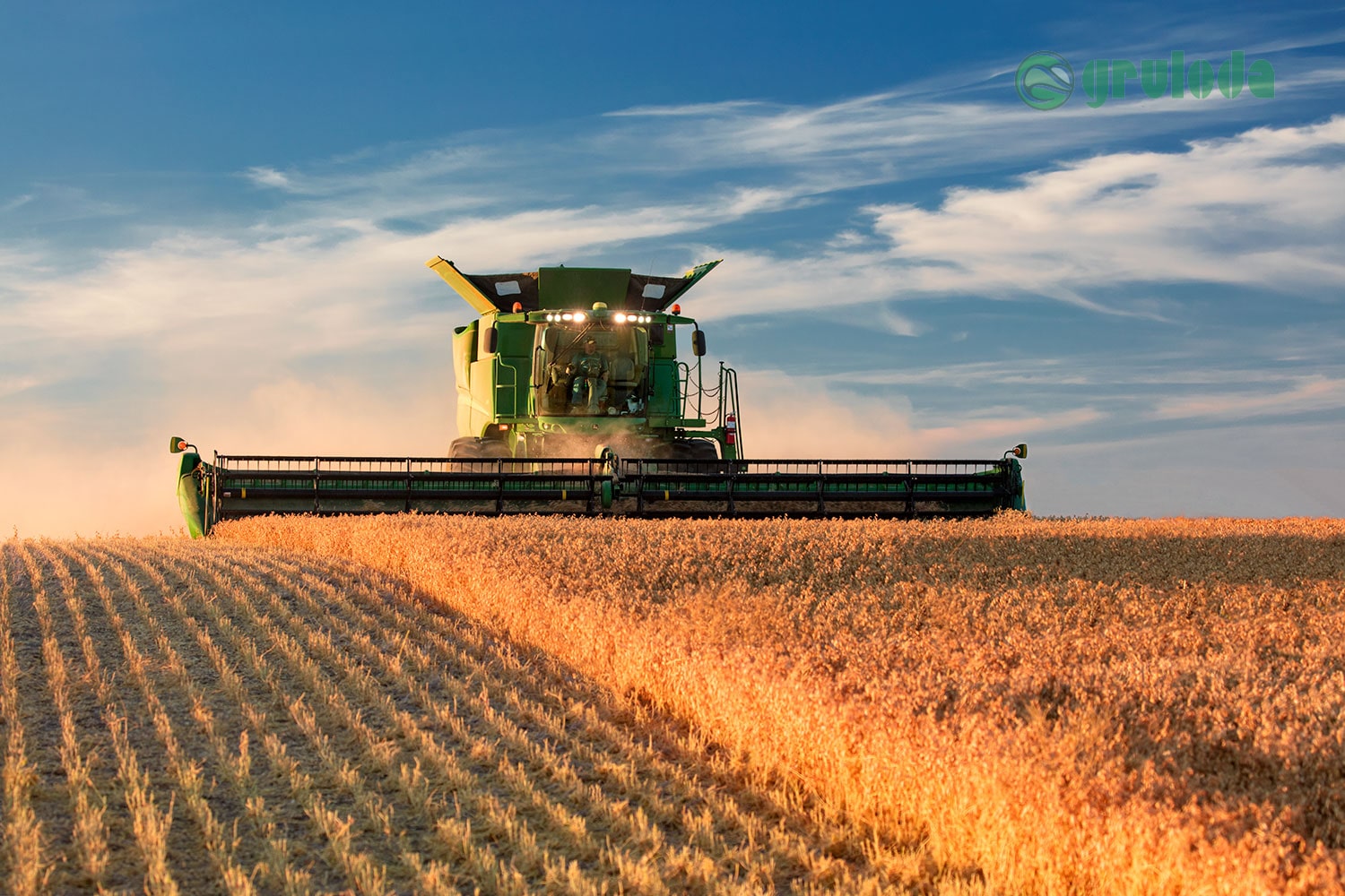 Chickpea harvesting