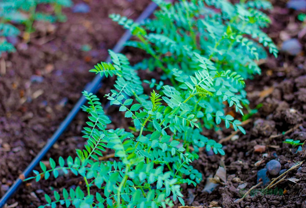 Managing the Soil for Chickpeas