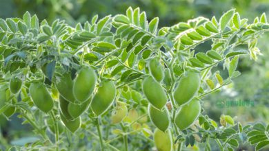 The Ultimate Guide to Growing Chickpeas
