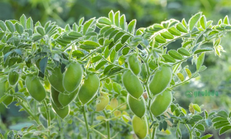 The Ultimate Guide to Growing Chickpeas