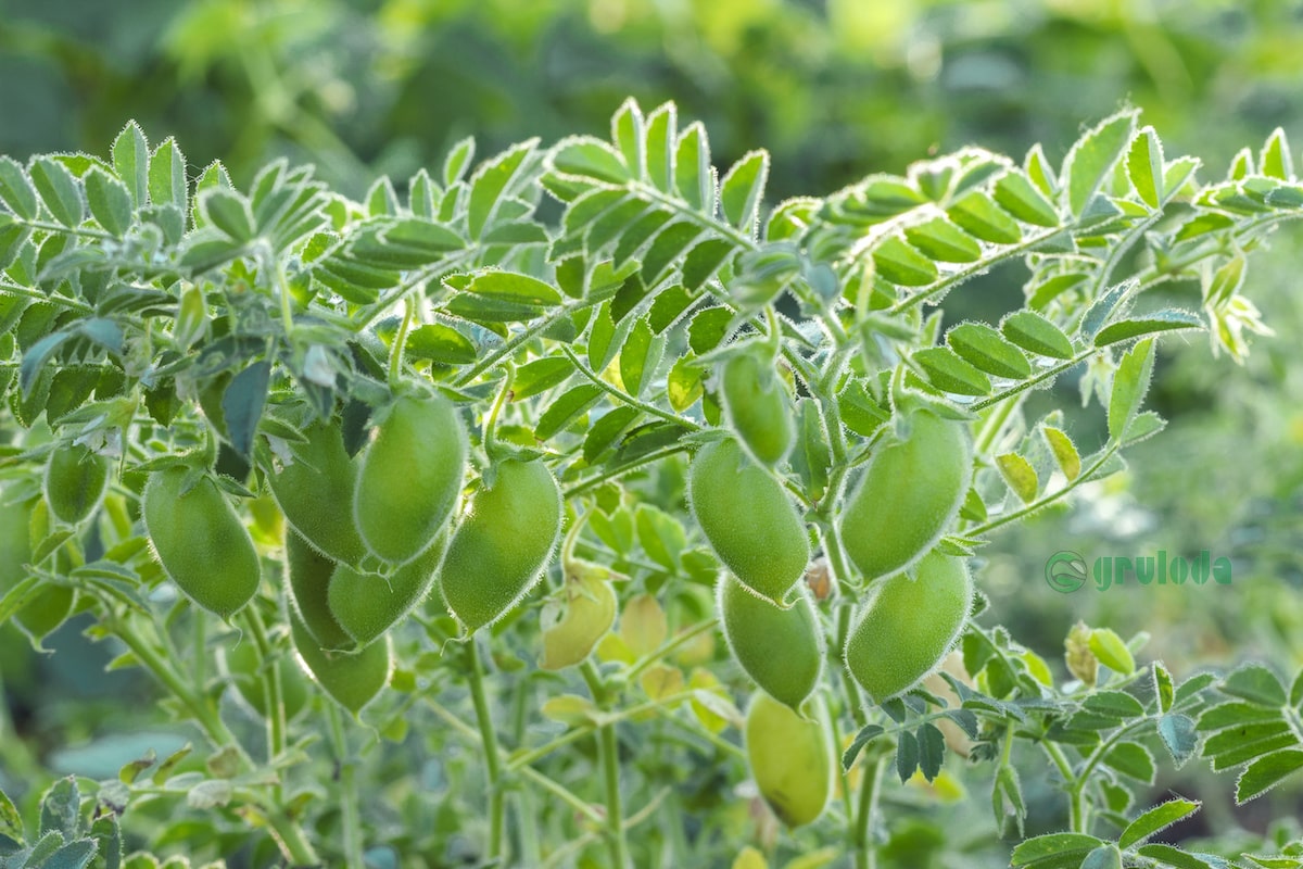 The Ultimate Guide to Growing Chickpeas
