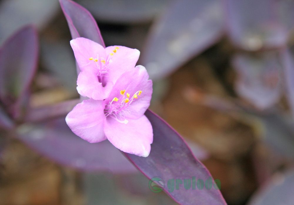 HOW TO GROW PURPLE HEART PLANT