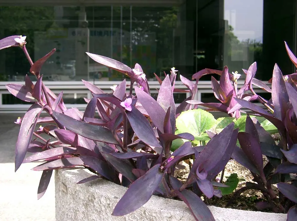 HOW TO CARE FOR PURPLE HEART PLANT