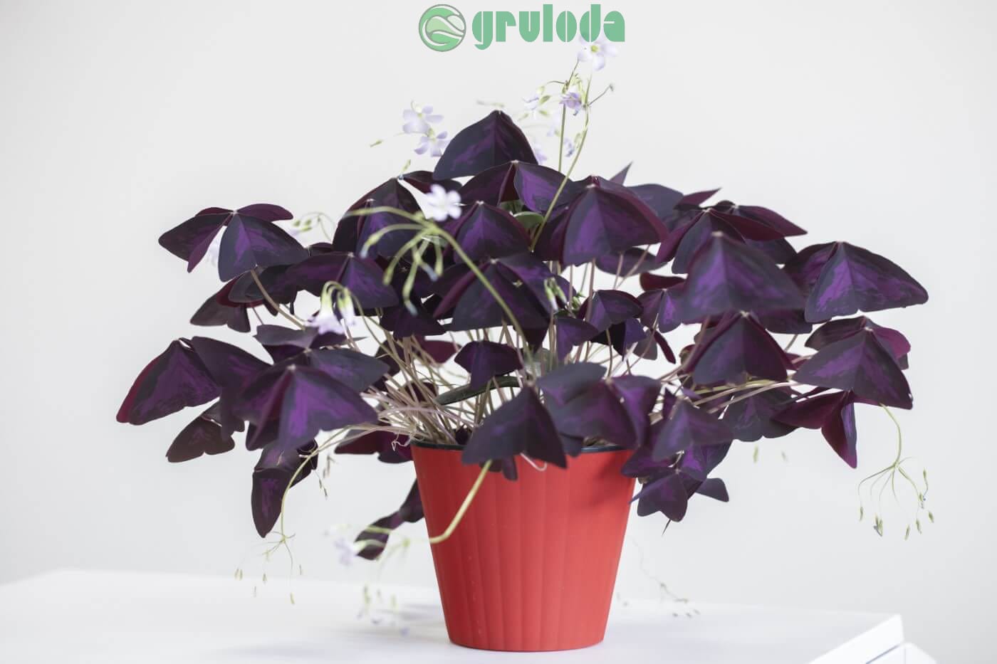 Oxalis-Triangularis-Plant-Care-at-Home