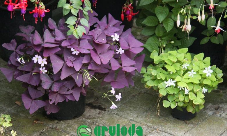 oxalis-triangularis-care