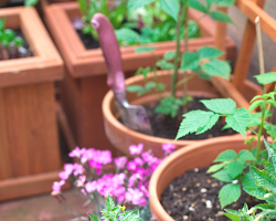 Choosing the right containers for container gardening