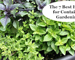 Herbs for container gardening