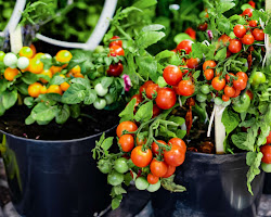 Tomatoes for container gardening