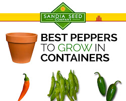 Peppers for container gardening