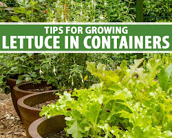 Lettuce for container gardening