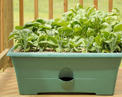 Spinach for container gardening