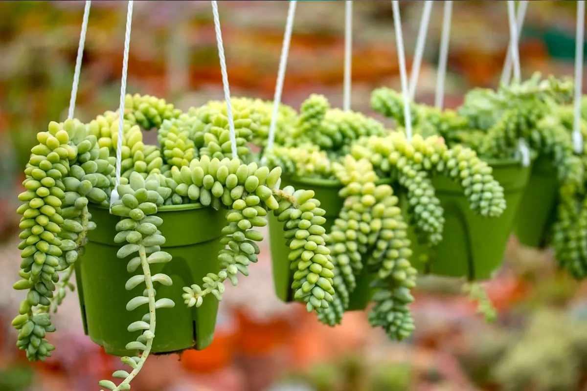 Donkey's Tail Ideal Growing Conditions