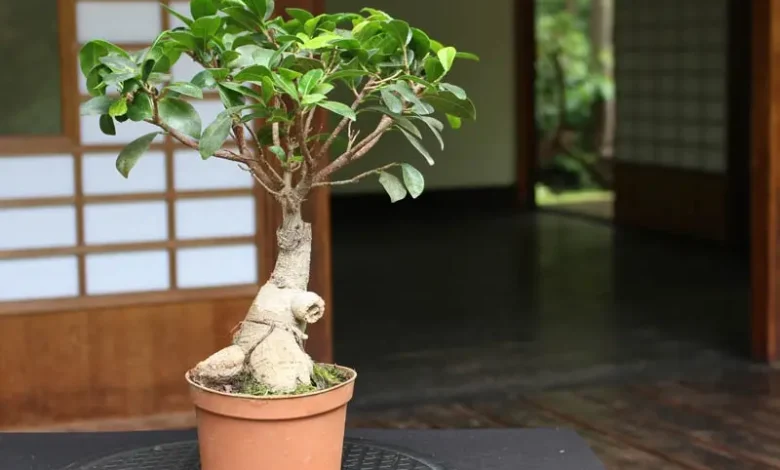 How to take care of ficus microcarpa ginseng